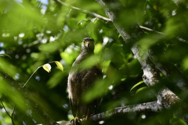 Bir ağaca tünemiş, şaşırtıcı derecede yakın plan bir İbikli Yılan-Kartal 'ın delici sarı gözleri yana bakıyordu. Görüntü benekli tüylerini ve çevresini saran yemyeşil yapraklarını yakalıyor..