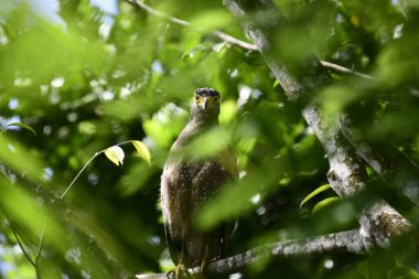 Bir ağaca tünemiş, şaşırtıcı derecede yakın plan bir İbikli Yılan-Kartal 'ın delici sarı gözleri yana bakıyordu. Görüntü benekli tüylerini ve çevresini saran yemyeşil yapraklarını yakalıyor..