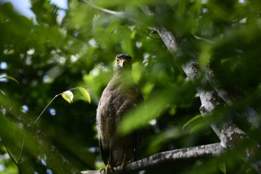 Bir ağaca tünemiş, şaşırtıcı derecede yakın plan bir İbikli Yılan-Kartal 'ın delici sarı gözleri yana bakıyordu. Görüntü benekli tüylerini ve çevresini saran yemyeşil yapraklarını yakalıyor..