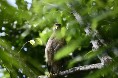 Bir ağaca tünemiş, şaşırtıcı derecede yakın plan bir İbikli Yılan-Kartal 'ın delici sarı gözleri yana bakıyordu. Görüntü benekli tüylerini ve çevresini saran yemyeşil yapraklarını yakalıyor..