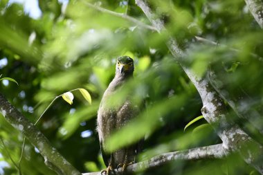 Bir ağaca tünemiş, şaşırtıcı derecede yakın plan bir İbikli Yılan-Kartal 'ın delici sarı gözleri yana bakıyordu. Görüntü benekli tüylerini ve çevresini saran yemyeşil yapraklarını yakalıyor..
