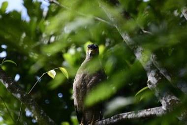 Bir ağaca tünemiş, şaşırtıcı derecede yakın plan bir İbikli Yılan-Kartal 'ın delici sarı gözleri yana bakıyordu. Görüntü benekli tüylerini ve çevresini saran yemyeşil yapraklarını yakalıyor..