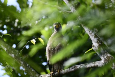 Bir ağaca tünemiş, şaşırtıcı derecede yakın plan bir İbikli Yılan-Kartal 'ın delici sarı gözleri yana bakıyordu. Görüntü benekli tüylerini ve çevresini saran yemyeşil yapraklarını yakalıyor..