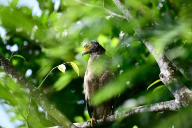 Bir ağaca tünemiş, şaşırtıcı derecede yakın plan bir İbikli Yılan-Kartal 'ın delici sarı gözleri yana bakıyordu. Görüntü benekli tüylerini ve çevresini saran yemyeşil yapraklarını yakalıyor..