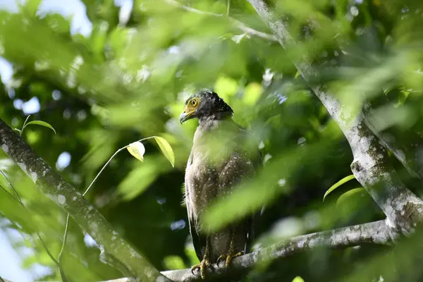 Bir ağaca tünemiş, şaşırtıcı derecede yakın plan bir İbikli Yılan-Kartal 'ın delici sarı gözleri yana bakıyordu. Görüntü benekli tüylerini ve çevresini saran yemyeşil yapraklarını yakalıyor..
