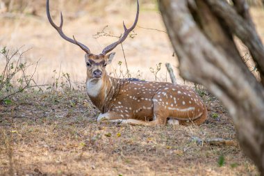 Muhteşem bir erkek benekli geyik, güneşli çimenli bir kıyıda dinlenirken görülüyor. Görkemli boynuzları belirgin bir şekilde sergilenir ve beyaz benekli kahverengi paltosu görünür..