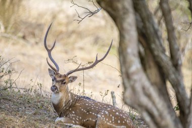 Muhteşem bir erkek benekli geyik, güneşli çimenli bir kıyıda dinlenirken görülüyor. Görkemli boynuzları belirgin bir şekilde sergilenir ve beyaz benekli kahverengi paltosu görünür..