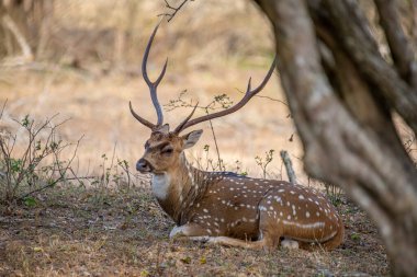 Muhteşem bir erkek benekli geyik, güneşli çimenli bir kıyıda dinlenirken görülüyor. Görkemli boynuzları belirgin bir şekilde sergilenir ve beyaz benekli kahverengi paltosu görünür..