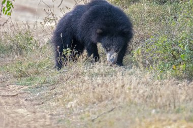 Tüylü, kara tembel bir ayı, vahşi, evcilleştirilmemiş kürkünü ve güçlü yapısını sergileyerek, kuru, çimenli bir yaşam alanında yiyecek arar..