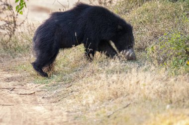 Tüylü, kara tembel bir ayı, vahşi, evcilleştirilmemiş kürkünü ve güçlü yapısını sergileyerek, kuru, çimenli bir yaşam alanında yiyecek arar..