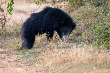 Tüylü, kara tembel bir ayı, vahşi, evcilleştirilmemiş kürkünü ve güçlü yapısını sergileyerek, kuru, çimenli bir yaşam alanında yiyecek arar..