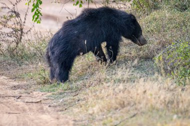 Tüylü, kara tembel bir ayı, vahşi, evcilleştirilmemiş kürkünü ve güçlü yapısını sergileyerek, kuru, çimenli bir yaşam alanında yiyecek arar..