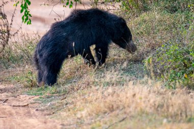 Tüylü, kara tembel bir ayı, vahşi, evcilleştirilmemiş kürkünü ve güçlü yapısını sergileyerek, kuru, çimenli bir yaşam alanında yiyecek arar..