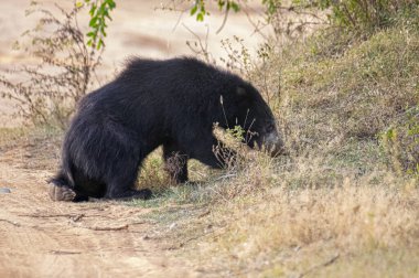 Tüylü, kara tembel bir ayı, vahşi, evcilleştirilmemiş kürkünü ve güçlü yapısını sergileyerek, kuru, çimenli bir yaşam alanında yiyecek arar..