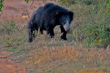 Tüylü, kara tembel bir ayı, vahşi, evcilleştirilmemiş kürkünü ve güçlü yapısını sergileyerek, kuru, çimenli bir yaşam alanında yiyecek arar..