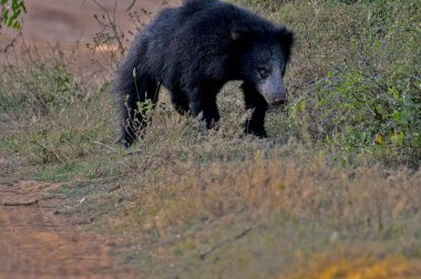 Tüylü, kara tembel bir ayı, vahşi, evcilleştirilmemiş kürkünü ve güçlü yapısını sergileyerek, kuru, çimenli bir yaşam alanında yiyecek arar..