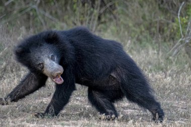 Tüylü, kara tembel bir ayı, vahşi, evcilleştirilmemiş kürkünü ve güçlü yapısını sergileyerek, kuru, çimenli bir yaşam alanında yiyecek arar..