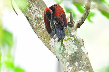 Bu fotoğraf, ağaç gövdesine tünemiş kırmızı sırtlı muhteşem bir ağaçkakan yakalıyor. Ateşli kırmızı sırtı, siyah-beyaz desenli başı ve sivri başlığı yumuşak, yeşil-beyaz arka planda belirgin bir şekilde sergilenir..