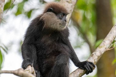 Bu yakın plan fotoğrafta bir ağaç dalına tünemiş mor yüzlü Langur maymunu var. Koyu renk kürkü, açık renkli sakalı ve kehribar rengi meraklı gözleri yapraklı yeşil arka planda açıkça görülebiliyor..