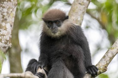 Bu yakın plan fotoğrafta bir ağaç dalına tünemiş mor yüzlü Langur maymunu var. Koyu renk kürkü, açık renkli sakalı ve kehribar rengi meraklı gözleri yapraklı yeşil arka planda açıkça görülebiliyor..