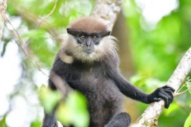 Bu yakın plan fotoğrafta bir ağaç dalına tünemiş mor yüzlü Langur maymunu var. Koyu renk kürkü, açık renkli sakalı ve kehribar rengi meraklı gözleri yapraklı yeşil arka planda açıkça görülebiliyor..