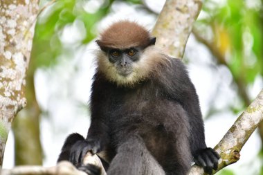 Bu yakın plan fotoğrafta bir ağaç dalına tünemiş mor yüzlü Langur maymunu var. Koyu renk kürkü, açık renkli sakalı ve kehribar rengi meraklı gözleri yapraklı yeşil arka planda açıkça görülebiliyor..