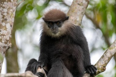 Bu yakın plan fotoğrafta bir ağaç dalına tünemiş mor yüzlü Langur maymunu var. Koyu renk kürkü, açık renkli sakalı ve kehribar rengi meraklı gözleri yapraklı yeşil arka planda açıkça görülebiliyor..