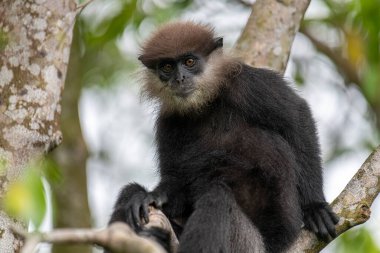 Bu yakın plan fotoğrafta bir ağaç dalına tünemiş mor yüzlü Langur maymunu var. Koyu renk kürkü, açık renkli sakalı ve kehribar rengi meraklı gözleri yapraklı yeşil arka planda açıkça görülebiliyor..