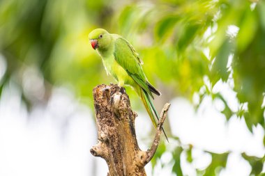Bu fotoğraf, yıpranmış bir ağaç kütüğüne tünemiş canlı yeşil bir gül halkalı muhabbet kuşunu gösteriyor. Çarpıcı kırmızı gagası ve ince kuyruk tüyleri yumuşak, yeşil ve bulanık orman arka planına karşı duruyor..