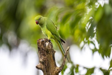 Bu fotoğraf, yıpranmış bir ağaç kütüğüne tünemiş canlı yeşil bir gül halkalı muhabbet kuşunu gösteriyor. Çarpıcı kırmızı gagası ve ince kuyruk tüyleri yumuşak, yeşil ve bulanık orman arka planına karşı duruyor..