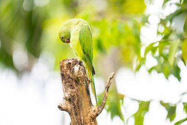Bu fotoğraf, yıpranmış bir ağaç kütüğüne tünemiş canlı yeşil bir gül halkalı muhabbet kuşunu gösteriyor. Çarpıcı kırmızı gagası ve ince kuyruk tüyleri yumuşak, yeşil ve bulanık orman arka planına karşı duruyor..