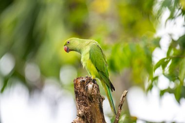 Bu fotoğraf, yıpranmış bir ağaç kütüğüne tünemiş canlı yeşil bir gül halkalı muhabbet kuşunu gösteriyor. Çarpıcı kırmızı gagası ve ince kuyruk tüyleri yumuşak, yeşil ve bulanık orman arka planına karşı duruyor..