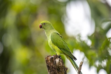 Bu fotoğraf, yıpranmış bir ağaç kütüğüne tünemiş canlı yeşil bir gül halkalı muhabbet kuşunu gösteriyor. Çarpıcı kırmızı gagası ve ince kuyruk tüyleri yumuşak, yeşil ve bulanık orman arka planına karşı duruyor..