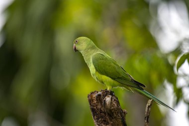 Bu fotoğraf, yıpranmış bir ağaç kütüğüne tünemiş canlı yeşil bir gül halkalı muhabbet kuşunu gösteriyor. Çarpıcı kırmızı gagası ve ince kuyruk tüyleri yumuşak, yeşil ve bulanık orman arka planına karşı duruyor..