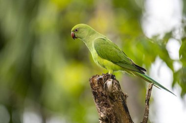 Bu fotoğraf, yıpranmış bir ağaç kütüğüne tünemiş canlı yeşil bir gül halkalı muhabbet kuşunu gösteriyor. Çarpıcı kırmızı gagası ve ince kuyruk tüyleri yumuşak, yeşil ve bulanık orman arka planına karşı duruyor..