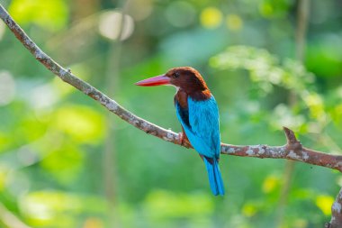 Çarpıcı beyaz boğazlı Kingfisher bir dalın üzerine tünemiş, canlı mavi kanatları, kırmızımsı kahverengi kafası, ve kırmızı gagası yumuşak, yeşil arka planda duruyor..