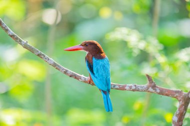 Çarpıcı beyaz boğazlı Kingfisher bir dalın üzerine tünemiş, canlı mavi kanatları, kırmızımsı kahverengi kafası, ve kırmızı gagası yumuşak, yeşil arka planda duruyor..