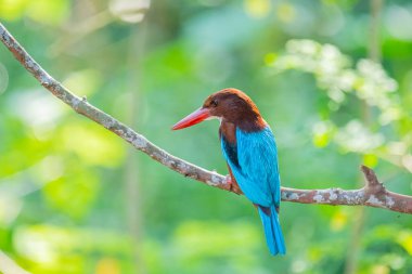 Çarpıcı beyaz boğazlı Kingfisher bir dalın üzerine tünemiş, canlı mavi kanatları, kırmızımsı kahverengi kafası, ve kırmızı gagası yumuşak, yeşil arka planda duruyor..