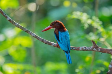 Çarpıcı beyaz boğazlı Kingfisher bir dalın üzerine tünemiş, canlı mavi kanatları, kırmızımsı kahverengi kafası, ve kırmızı gagası yumuşak, yeşil arka planda duruyor..