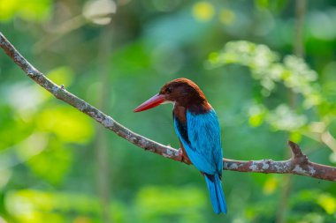 Çarpıcı beyaz boğazlı Kingfisher bir dalın üzerine tünemiş, canlı mavi kanatları, kırmızımsı kahverengi kafası, ve kırmızı gagası yumuşak, yeşil arka planda duruyor..