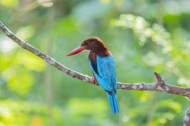 Çarpıcı beyaz boğazlı Kingfisher bir dalın üzerine tünemiş, canlı mavi kanatları, kırmızımsı kahverengi kafası, ve kırmızı gagası yumuşak, yeşil arka planda duruyor..