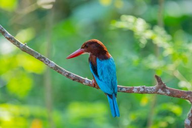 Çarpıcı beyaz boğazlı Kingfisher bir dalın üzerine tünemiş, canlı mavi kanatları, kırmızımsı kahverengi kafası, ve kırmızı gagası yumuşak, yeşil arka planda duruyor..