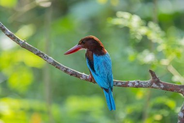 Çarpıcı beyaz boğazlı Kingfisher bir dalın üzerine tünemiş, canlı mavi kanatları, kırmızımsı kahverengi kafası, ve kırmızı gagası yumuşak, yeşil arka planda duruyor..