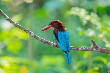 Çarpıcı beyaz boğazlı Kingfisher bir dalın üzerine tünemiş, canlı mavi kanatları, kırmızımsı kahverengi kafası, ve kırmızı gagası yumuşak, yeşil arka planda duruyor..