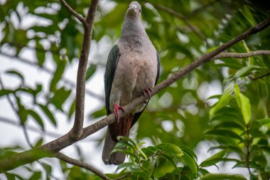 Büyük bir Yeşil İmparatorluk Güvercini bir dala tünemiş, açık gri başı ve göğsü koyu yeşil kanatlarıyla zıt düşmüş, yemyeşil bir yaprak zeminine kurulmuş..