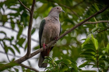 Büyük bir Yeşil İmparatorluk Güvercini bir dala tünemiş, açık gri başı ve göğsü koyu yeşil kanatlarıyla zıt düşmüş, yemyeşil bir yaprak zeminine kurulmuş..