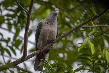 Büyük bir Yeşil İmparatorluk Güvercini bir dala tünemiş, açık gri başı ve göğsü koyu yeşil kanatlarıyla zıt düşmüş, yemyeşil bir yaprak zeminine kurulmuş..