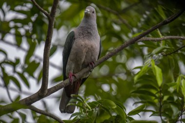 Büyük bir Yeşil İmparatorluk Güvercini bir dala tünemiş, açık gri başı ve göğsü koyu yeşil kanatlarıyla zıt düşmüş, yemyeşil bir yaprak zeminine kurulmuş..