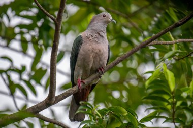 Büyük bir Yeşil İmparatorluk Güvercini bir dala tünemiş, açık gri başı ve göğsü koyu yeşil kanatlarıyla zıt düşmüş, yemyeşil bir yaprak zeminine kurulmuş..