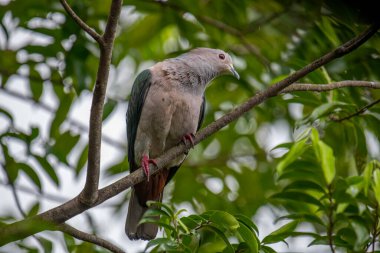 Büyük bir Yeşil İmparatorluk Güvercini bir dala tünemiş, açık gri başı ve göğsü koyu yeşil kanatlarıyla zıt düşmüş, yemyeşil bir yaprak zeminine kurulmuş..
